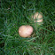 Common Tumbling Puffball