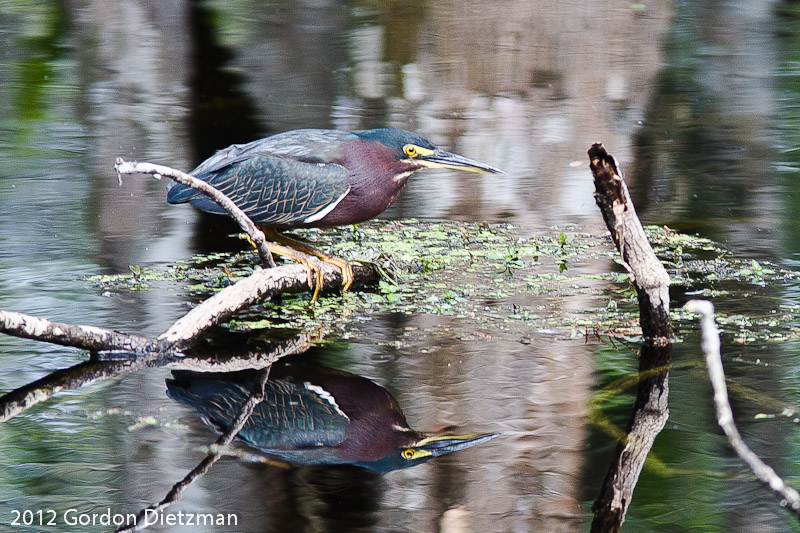 Green Heron