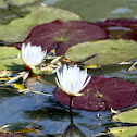 the white water lily