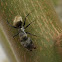 Ant