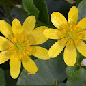 Lesser Celandine