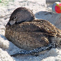 Pied-billed Grebe
