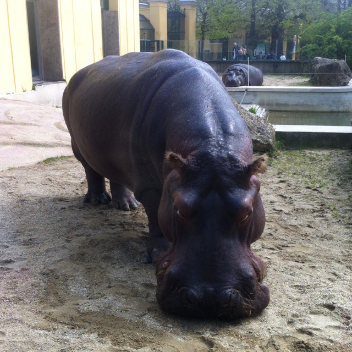 Hippopotamus / Flußpferd