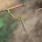 Damselfly