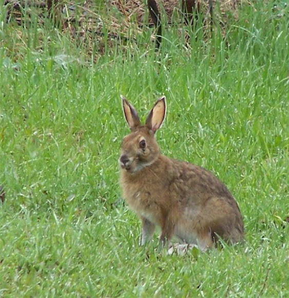 Spotting Image 1