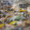 New Zealand Fur Seal