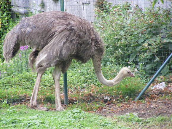 Spotting Image 1