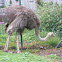 Ostrich