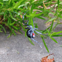Black Widow