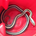Texas patch nosed snake