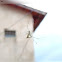 Golden comb-footed spider
