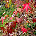 American Sweetgum