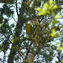 Yellow Warbler