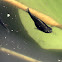 Mosquito fish