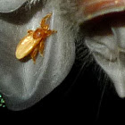 Bat fly