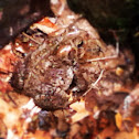 American Toad