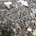 Western ribbon snake