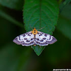 Small Magpie