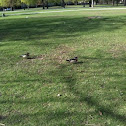 Wood Duck, males