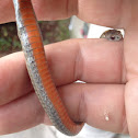 Northern redbelly snake
