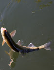 Jack's trout from the lower Bitterroot near Missoula, MT