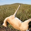 Mongolian Gazelle