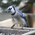 Blue Jay