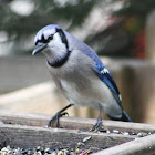 Blue Jay
