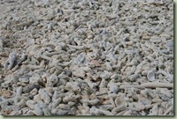 IMG_0207 (Medium)