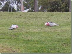 IMG_0205 (Medium)