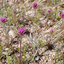 Owl Clover