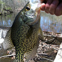 Black Crappie