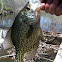 Black Crappie