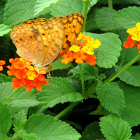 African Leopard Butterfly