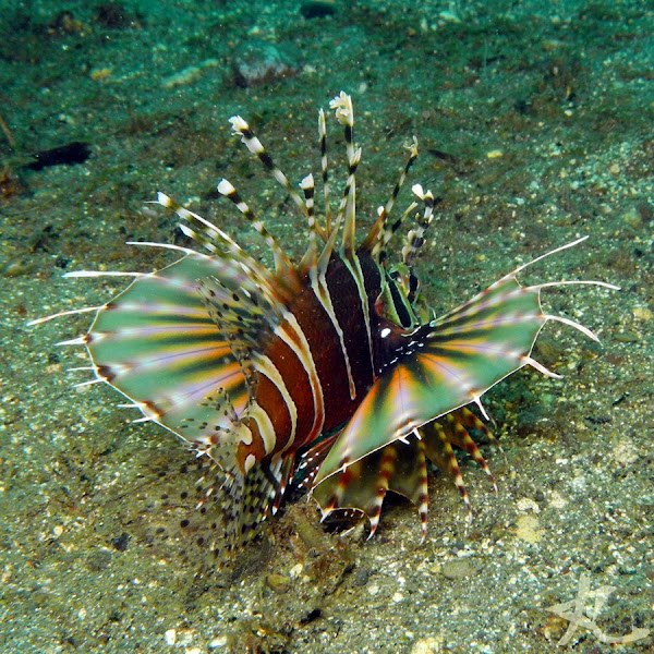 Zebra Turkeyfish Project Noah