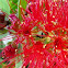 Formícidos u hormigas (Formicidae)  