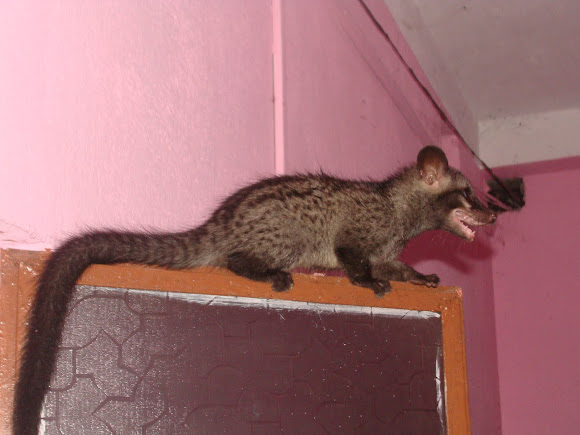 Spotting Image 1