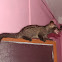 Asian palm civet