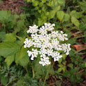 Queen Anne's Lace