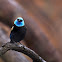 Blue-necked Tanager