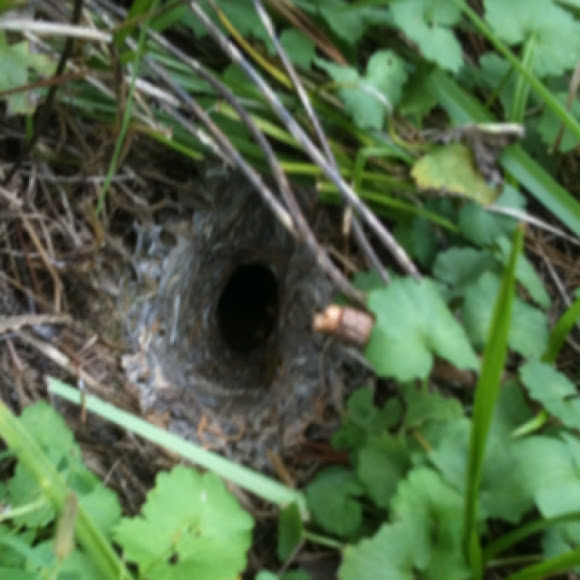 Spotting Image 1