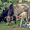 Brahman Cattle