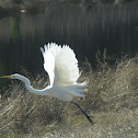 Great Egret