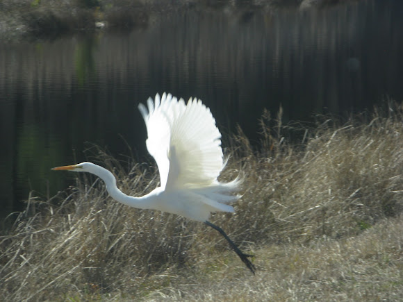 Spotting Image 1
