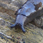 slug