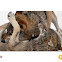 Canis lupus lupus