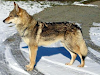 Perro Lobo Checoslovaco