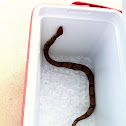 Copperhead