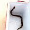 Copperhead
