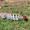 Iguana negra